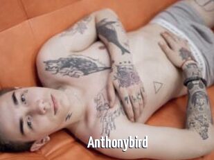 Anthonybird